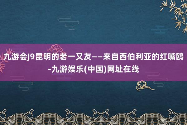 九游会J9昆明的老一又友——来自西伯利亚的红嘴鸥-九游娱乐(中国)网址在线